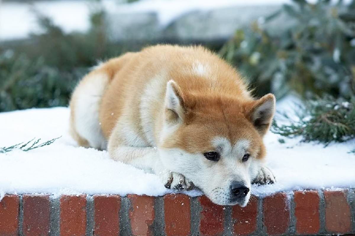 [REVIEW]  Hachi: A Dog's Tale - When love is without words |  News, Showtimes